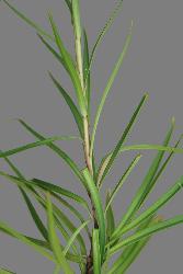 Image: Trevor James © Trevor James 